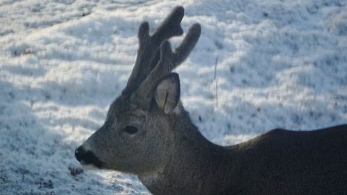 Side view of deer on snow covered land