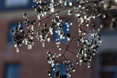 Close-up of water drops on illuminated decoration