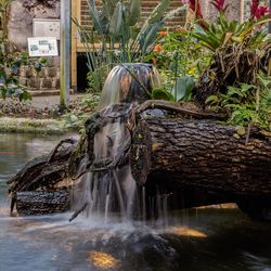 View of horse in water