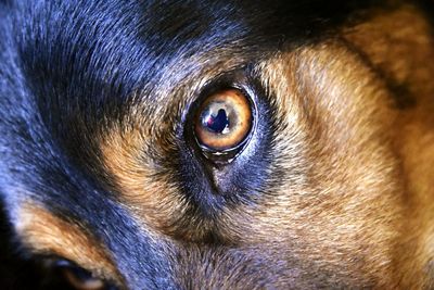 Close-up portrait of dog