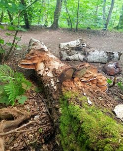 High angle view of mushroom growing on tree trunk