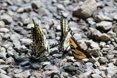 Close-up of butterflies on pebbles