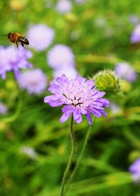 Close-up of bee pollinating on purple flower