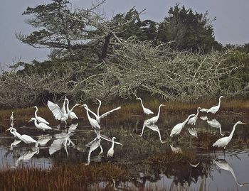 Flock of birds flying over lake