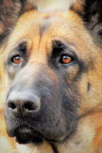 Close-up portrait of dog