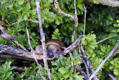 Close-up of snail on tree