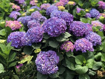 Close-up of purple flowering plants