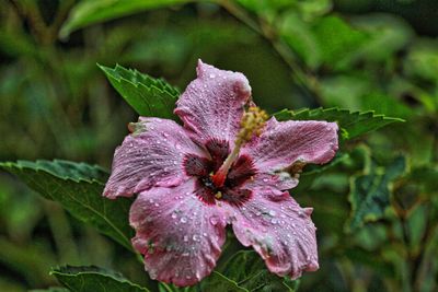Close-up of pink rose flower