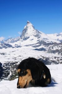 Dog on snow covered mountain against sky