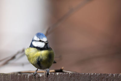 Close-up of bird perching on wood against wall