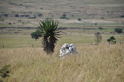 Scenic view of agricultural field