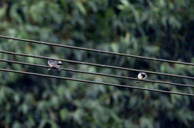 Low angle view of birds perching on cable