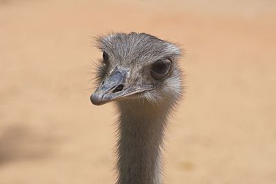 Close-up of ostrich