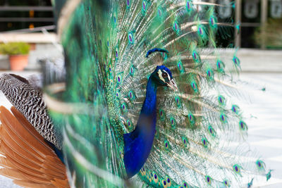 Stunning indian male peacock with open wings showing all its blue eyes over green plumage.