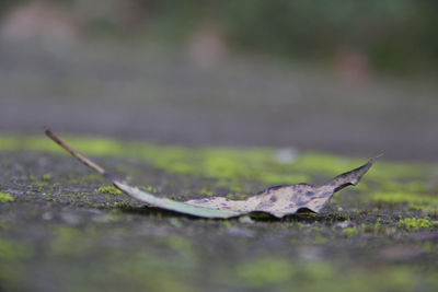 Close-up of fallen leaves on land