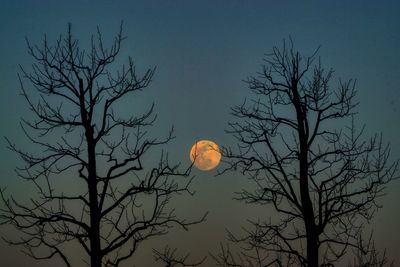 Low angle view of silhouette bare tree against sky