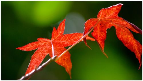 Close-up of maple leaves