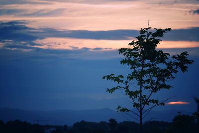 Low angle view of silhouette tree against sky at sunset