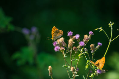 Close-up of butterfly pollinating on purple flower