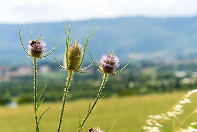 Close-up of thistle flowers on field
