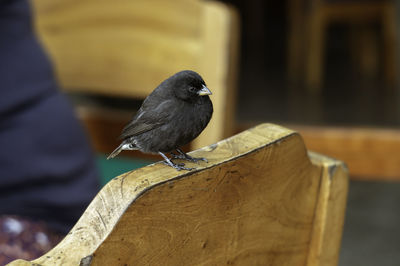 Close-up on a darwin finch perched on the back of a chair.