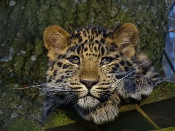 Portrait of leopard cub