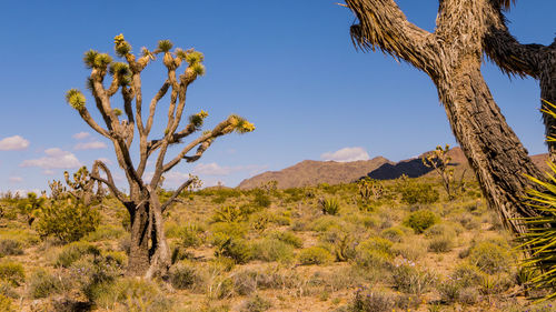 Scenic view of landscape against blue sky