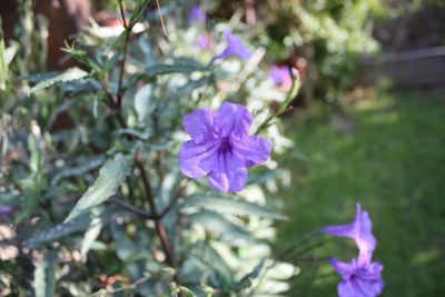 Close-up of purple flowers blooming outdoors