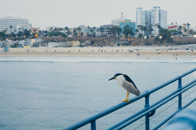 Black-crowned night heron perching on pier railing over sea by city