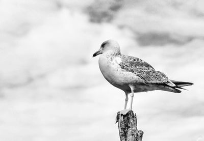 Low angle view of seagull perching on wood against sky