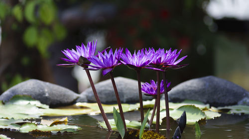 Close-up of purple crocus flowers