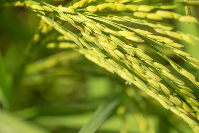 Close-up of fresh green leaves