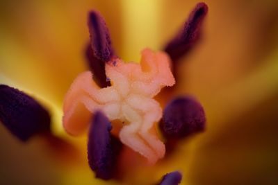 Close-up of purple flowers