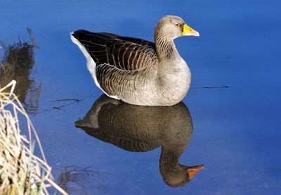 Duck swimming in lake