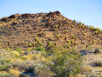 Plants growing on rocks against clear sky