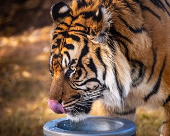 Close-up of a tiger drinking