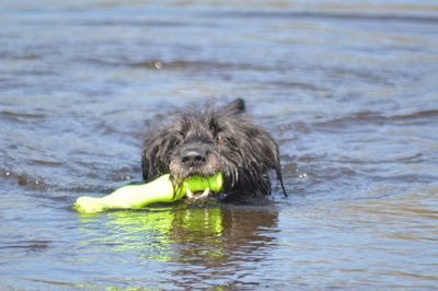 Portrait of dog in water