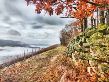 Plants growing on land against sky during autumn