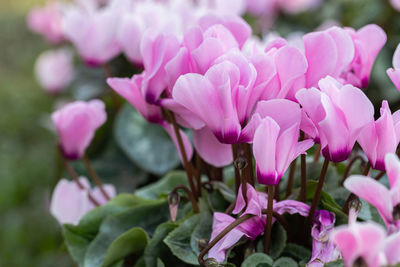 Close-up of pink flowers