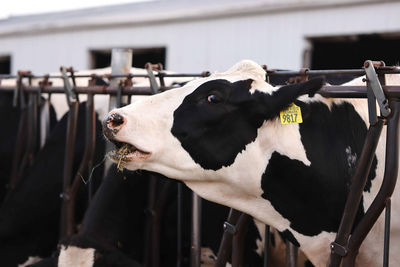 Close-up of cow