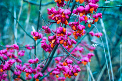 Magenta and orange mini flowers