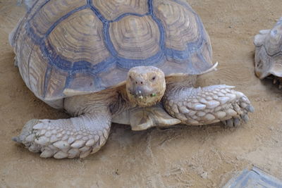 High angle view of turtle