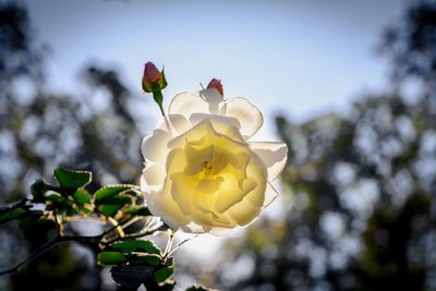 Low angle view of flowering plant against sky