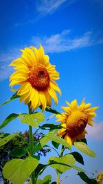 Close-up of sunflower blooming against sky