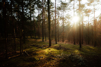 Sunlight streaming through trees in forest