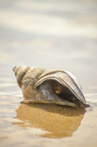 Close-up of turtle