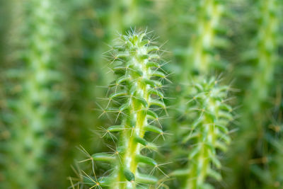 Close-up of cactus plant