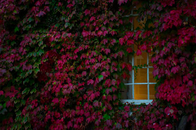 Pink flowering plants growing against wall