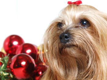 Close-up of brown dog