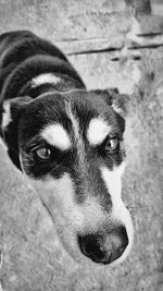 Close-up portrait of dog